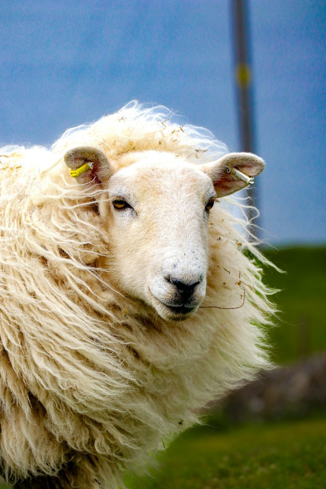 sheep