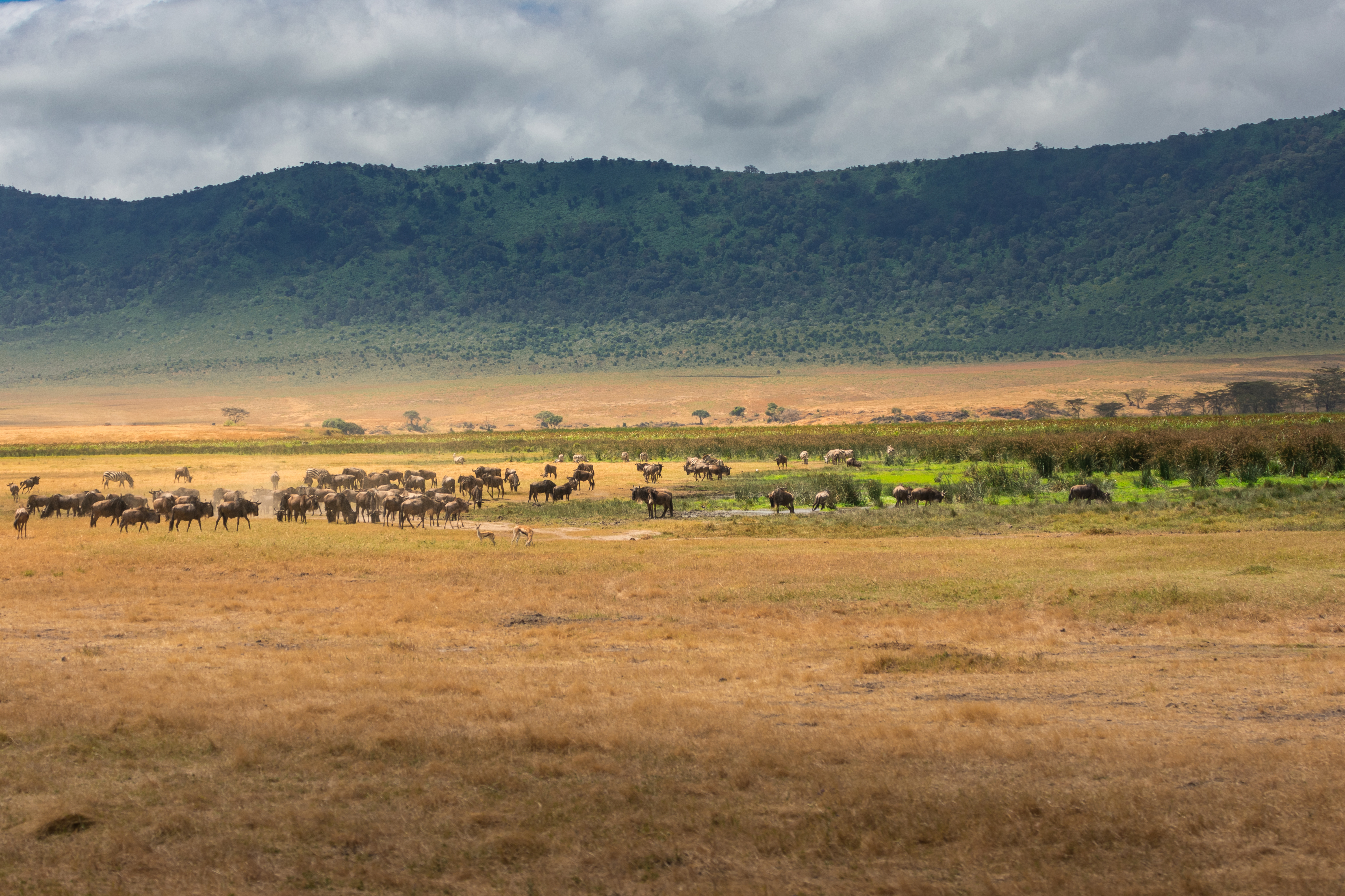 Herd Wildebeest Crater Grassland Ngorongoro Conservation Area Tanzania Africa